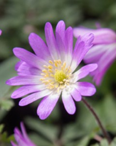 anemone Blanda charmer.jpg